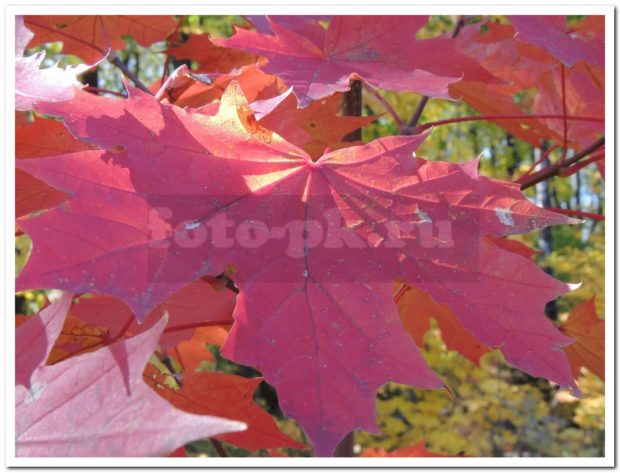 Magenta leaf of maple
