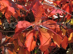 Leaves of Parthenocissus quinquefolia