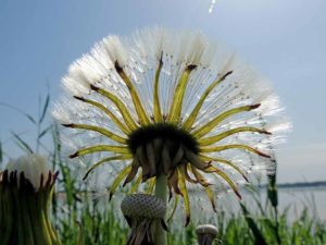 Cankerwort to stand out against the sky