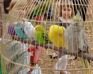 Cage with colorful parrots