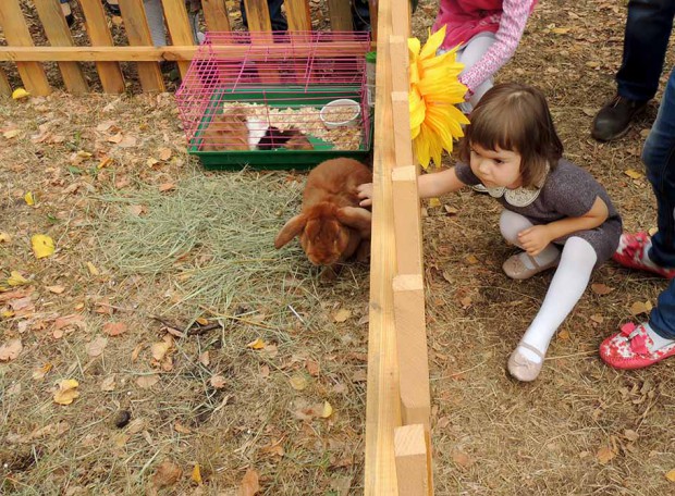 To pat the Bunny