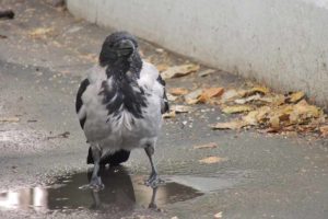Hoodiecrow, or Hooded crow, or Scotch crow, or Danish crow, or corbie, or grey crow (Corvus cornix or Corvus corone cornix) standing in the puddle